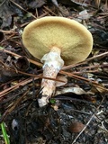 Suillus cothurnatus image