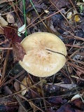 Suillus cothurnatus image