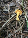 Cantharellus tabernensis image