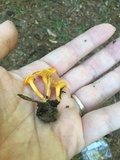 Cantharellus tabernensis image