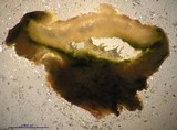 Ochrolechia parella image