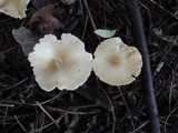 Melanoleuca alboflavida image