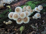 Mycena inclinata image