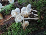 Mycena inclinata image