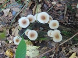 Mycena inclinata image