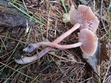 Laccaria bicolor image