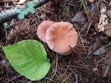 Laccaria bicolor image