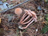 Laccaria bicolor image