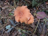 Laccaria bicolor image