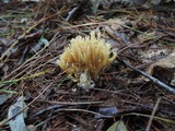 Phaeoclavulina eumorpha image