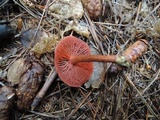 Cortinarius smithii image