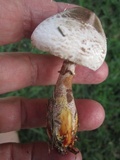 Leucoagaricus americanus image