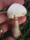 Leucoagaricus americanus image