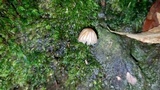 Mycena globulispora image