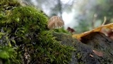 Mycena globulispora image