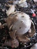 Myriostoma coliforme image