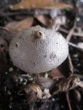 Myriostoma coliforme image