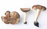 Inocybe abjecta image