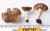 Inocybe abjecta image