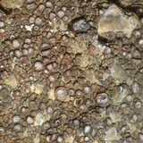 Acarospora obpallens image