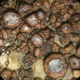 Acarospora obpallens image