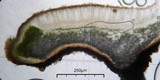 Acarospora obpallens image