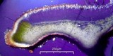 Acarospora obpallens image