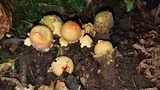 Calostoma lutescens image