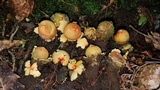 Calostoma lutescens image
