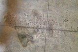 Acarospora obpallens image