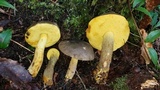 Retiboletus flavoniger image