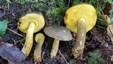Retiboletus flavoniger image
