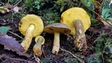 Retiboletus flavoniger image
