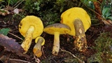 Retiboletus flavoniger image