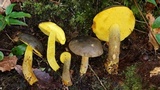 Retiboletus flavoniger image
