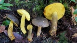 Retiboletus flavoniger image