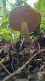 Retiboletus flavoniger image