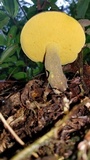 Retiboletus flavoniger image