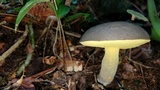Retiboletus flavoniger image