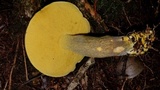 Retiboletus flavoniger image
