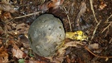 Retiboletus flavoniger image
