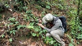 Retiboletus flavoniger image