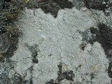 Diploschistes scruposus image