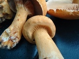 Phaeolepiota aurea image
