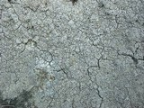 Diploschistes scruposus image