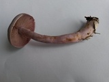 Cortinarius camphoratus image