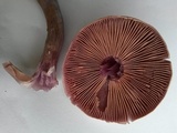 Cortinarius camphoratus image