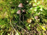 Panaeolus acuminatus image