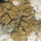 Lecanora mellea image