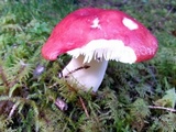 Russula emetica image